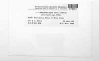 Sphaceloma populi image